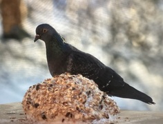 Feral Pigeon (Columba livia domestica)