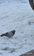 Feral Pigeon (Columba livia domestica)