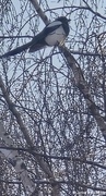 Eurasian Magpie (Pica pica)