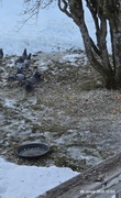 Feral Pigeon (Columba livia domestica)