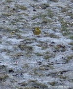 Yellowhammer (Emberiza citrinella)