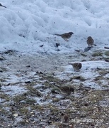 Eurasian Tree Sparrow (Passer montanus)