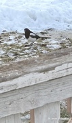 Eurasian Magpie (Pica pica)