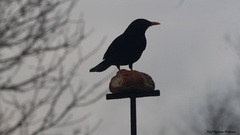 Svarttrost (Turdus merula)
