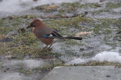 Nøtteskrike (Garrulus glandarius)