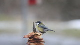 Kjøttmeis (Parus major)