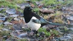Eurasian Magpie (Pica pica)