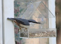 Spettmeis (Sitta europaea)