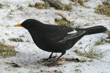 Svarttrost (Turdus merula)