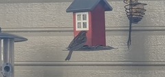 House Sparrow (Passer domesticus)