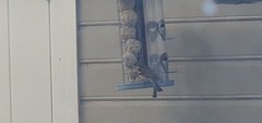 House Sparrow (Passer domesticus)