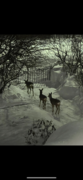 Roe Deer (Capreolus capreolus)