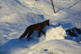 Rødrev (Vulpes vulpes)