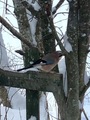 Nøtteskrike (Garrulus glandarius)