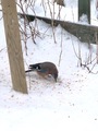 Nøtteskrike (Garrulus glandarius)