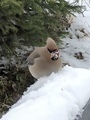 Sidensvans (Bombycilla garrulus)