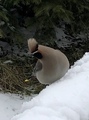 Sidensvans (Bombycilla garrulus)