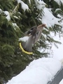 Sidensvans (Bombycilla garrulus)