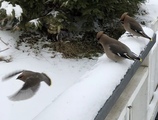 Sidensvans (Bombycilla garrulus)