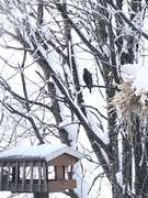 Spurvehauk (Accipiter nisus)