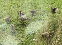 Common Pheasant (Phasianus colchicus)