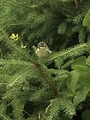 Blåmeis (Cyanistes caeruleus)