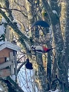 Great Spotted Woodpecker (Dendrocopos major)