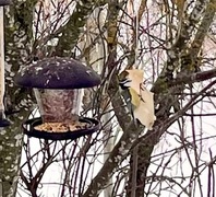 Blue Tit (Cyanistes caeruleus)