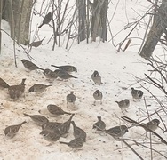 Eurasian Tree Sparrow (Passer montanus)