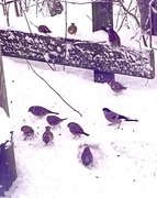 Eurasian Bullfinch (Pyrrhula pyrrhula)