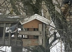 Nuthatch (Sitta europaea)