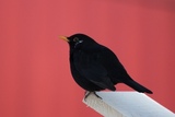 Svarttrost (Turdus merula)