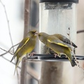 Grønnfink (Carduelis chloris)