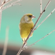 Grønnfink (Carduelis chloris)