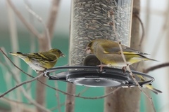 Grønnsisik (Carduelis spinus)