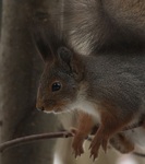 Ekorn (Sciurus vulgaris)