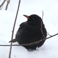 Svarttrost (Turdus merula)