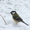 Kjøttmeis (Parus major)