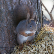 Eurasian Red Squirrel (Sciurus vulgaris)