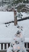 Eurasian Magpie (Pica pica)