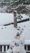 Eurasian Magpie (Pica pica)