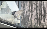 Grønnfink (Carduelis chloris)