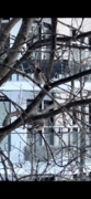 Bohemian Waxwing (Bombycilla garrulus)