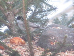 Willow Tit (Poecile montanus)