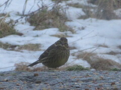 Yellowhammer (Emberiza citrinella)