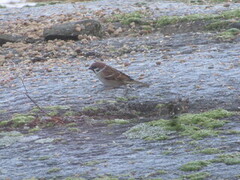 Eurasian Tree Sparrow (Passer montanus)