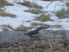 Nuthatch (Sitta europaea)
