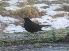 Svarttrost (Turdus merula)
