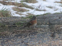 Brambling (Fringilla montifringilla)
