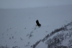 Havørn (Haliaeetus albicilla)